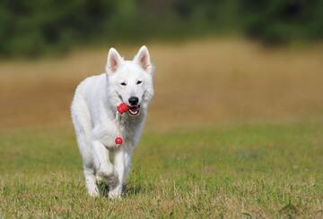 Puppy courses